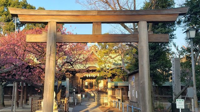 荏原神社の鳥居とカンヒザクラ