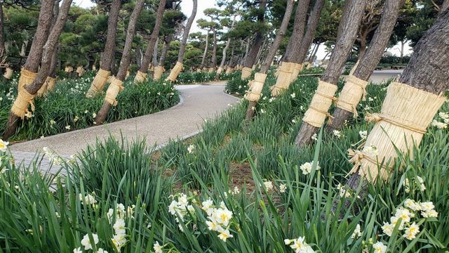 城ケ島公園の水仙