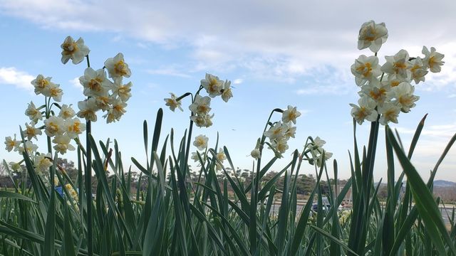 城ケ島公園の水仙