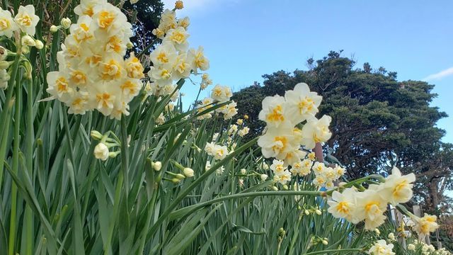 城ケ島公園の水仙
