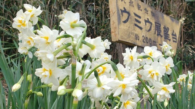 城ケ島公園の水仙