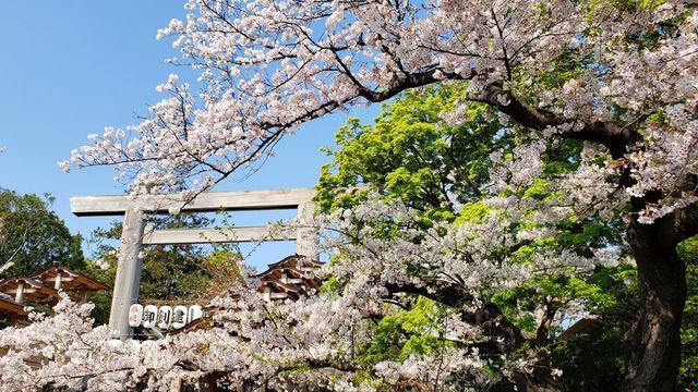 伊勢山皇大神宮二の鳥居と桜