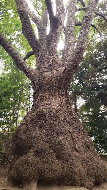 等々力玉川神社の御神木（とっくりクス）