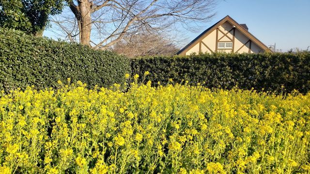 くりはま花の国ハーブ園近くの葉の花