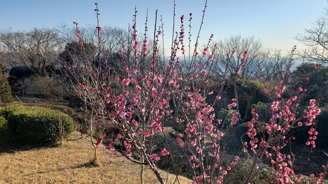 くりはま花の国/県木の広場からの眺望