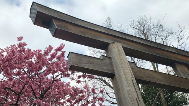 荏原神社の鳥居とカンヒザクラ