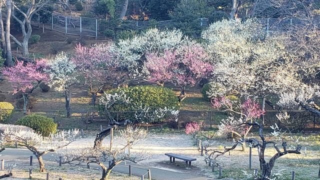 大倉山公園梅林