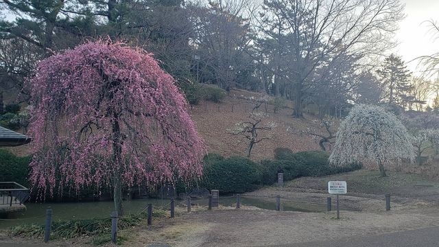 大倉山公園梅林