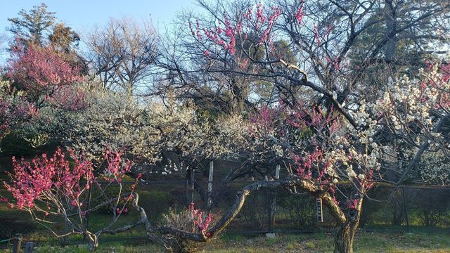 大倉山公園梅林