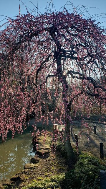 大倉山公園梅林