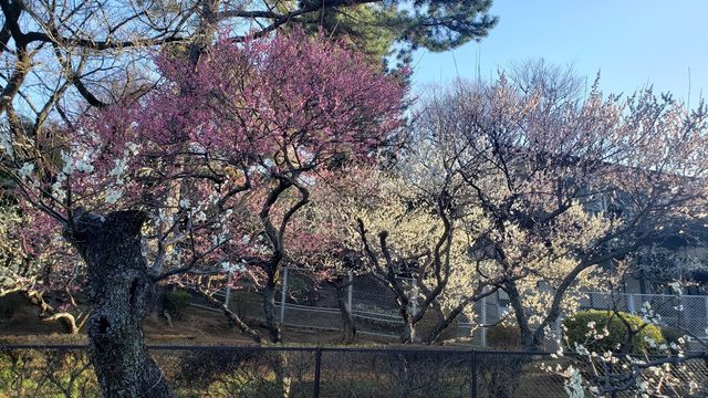 大倉山公園梅林