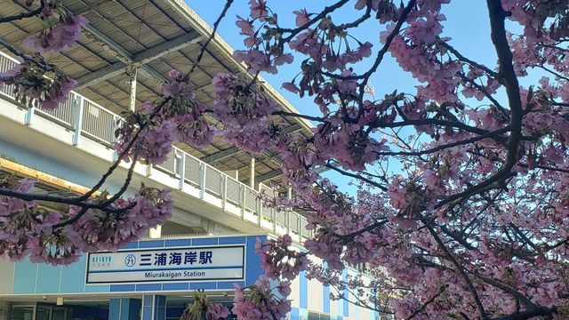 三浦海岸河津桜