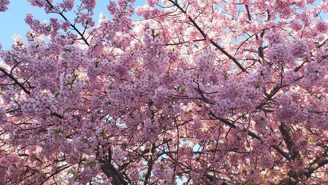 三浦海岸河津桜