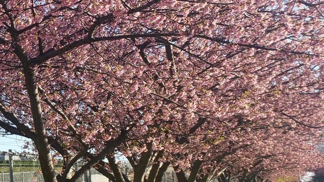 三浦海岸河津桜