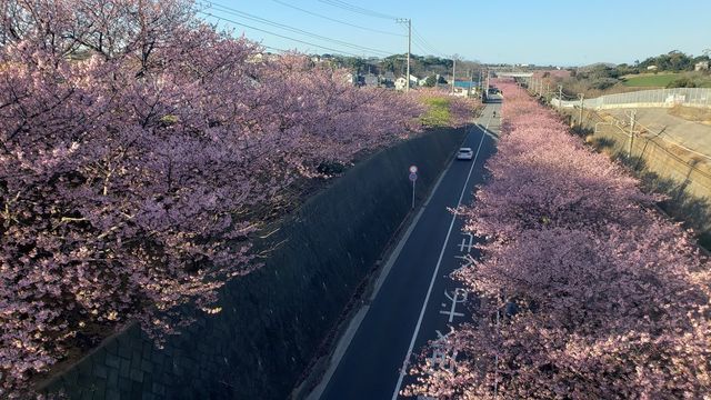 三浦海岸河津桜