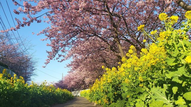 三浦海岸河津桜