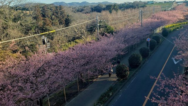 三浦海岸河津桜
