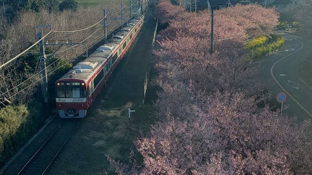 三浦海岸河津桜