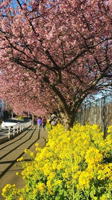 三浦海岸河津桜