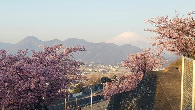 西平畑公園の河津桜と富士山の眺望