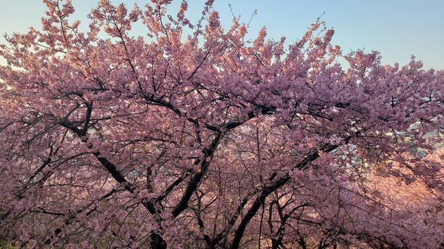 西平畑公園の河津桜