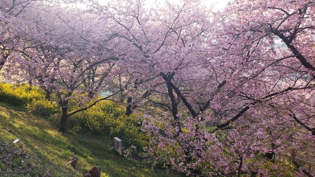 西平畑公園の河津桜と菜の花