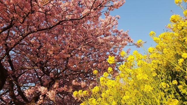 西平畑公園の河津桜と菜の花