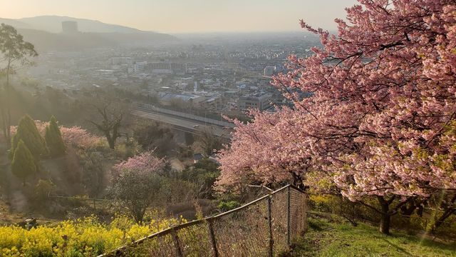 西平畑公園の河津桜と菜の花