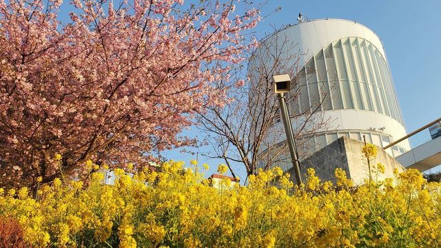 西平畑公園の河津桜と菜の花と松田ハーブガーデン