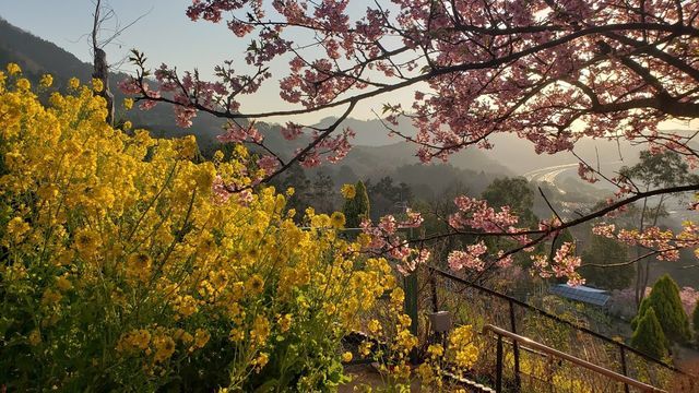 西平畑公園の河津桜、遠くに東名高速道路を望む