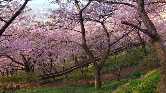 西平畑公園の河津桜とすべり台