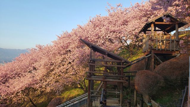 西平畑公園の河津桜とすべり台