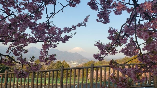 西平畑公園と富士山