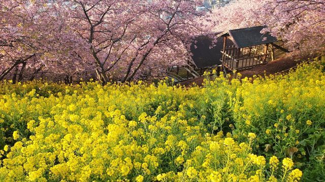 西平畑公園の河津桜と菜の花