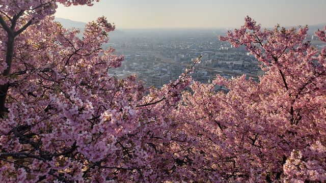 西平畑公園の河津桜と眺望