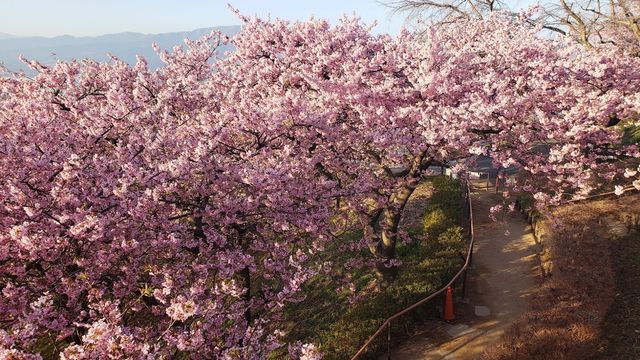 西平畑公園の河津桜と眺望