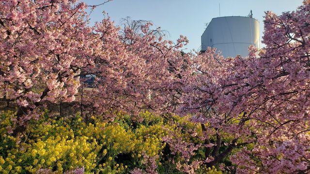 西平畑公園の河津桜と菜の花、そして松田山ハーブガーデン