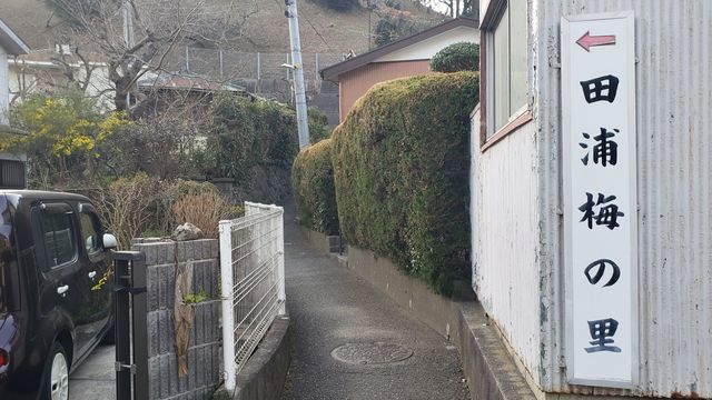 田浦梅の里までの看板