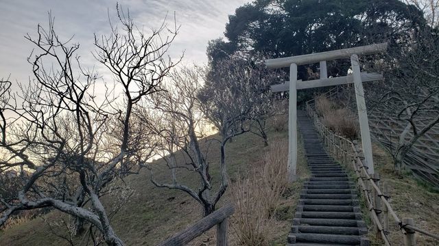 田浦梅の里/大六天神社の鳥居