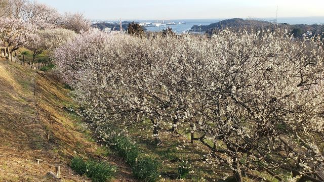 田浦梅の里
