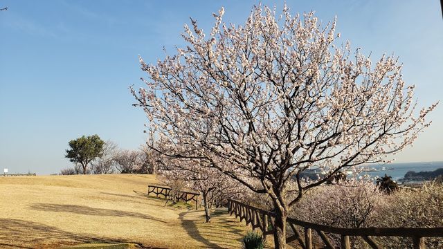 田浦梅の里