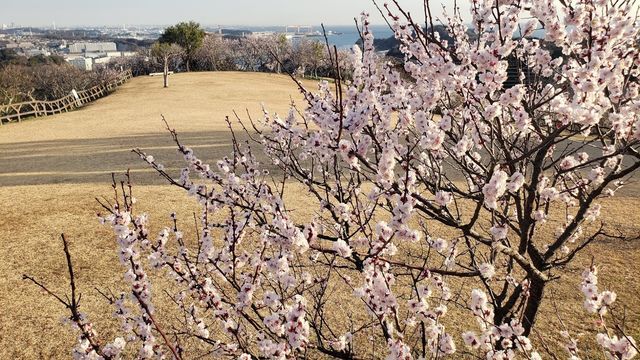 田浦梅の里