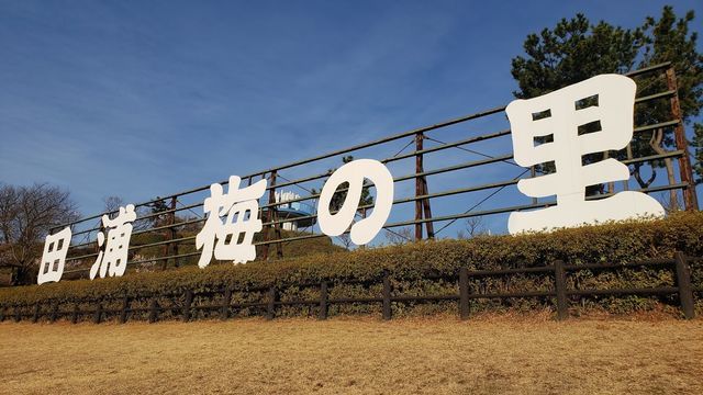 田浦梅の里