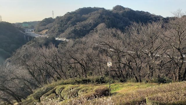 田浦梅の里からの眺望