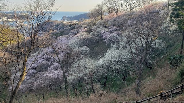 田浦梅の里