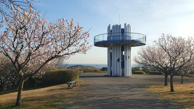 田浦梅の里の展望台