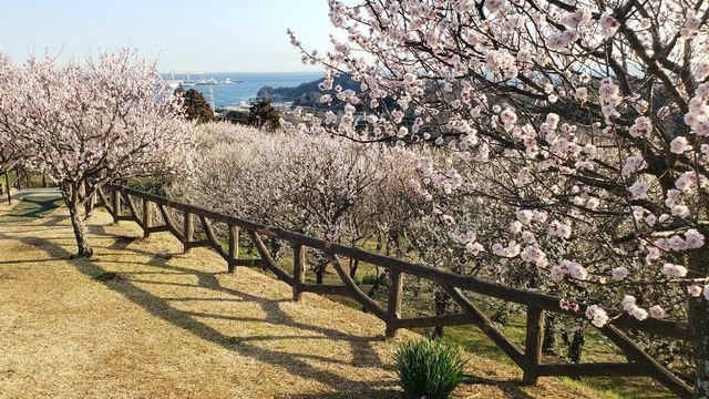 田浦梅の里