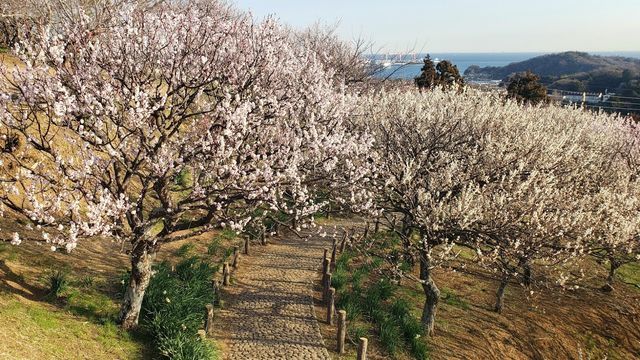 田浦梅の里