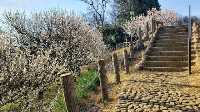 田浦梅の里