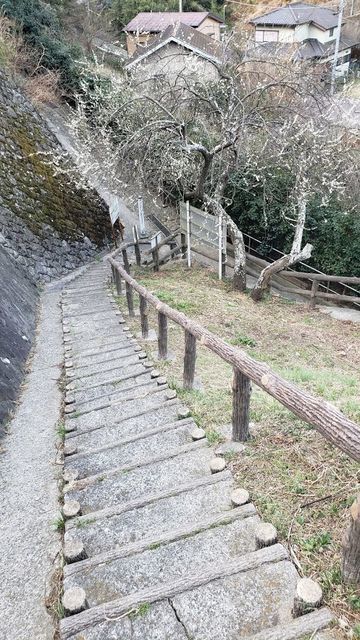田浦梅の里入口の階段